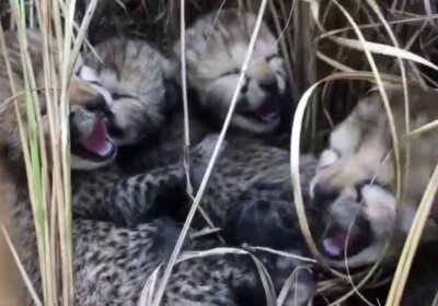 4 Cheetah Cubs Born In India After Decades