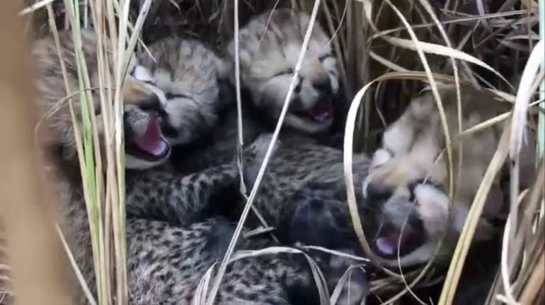 4 Cheetah Cubs Born In India After Decades