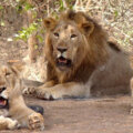 Asiatic Lions In The Way Of Cyclone