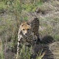 What role does radio collars have to play in Kuno Cheetah deaths?