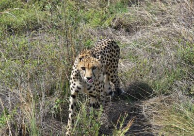 What role does radio collars have to play in Kuno Cheetah deaths?